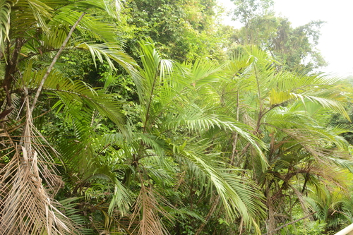 Image of Bactris major by (c) Siddarth Machado, some rights reserved (CC BY)