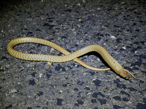 Strap-Snouted Brown Snake