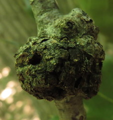 Callirhytis quercuspunctata