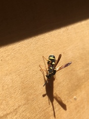 Leucospis