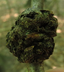 Callirhytis quercuspunctata