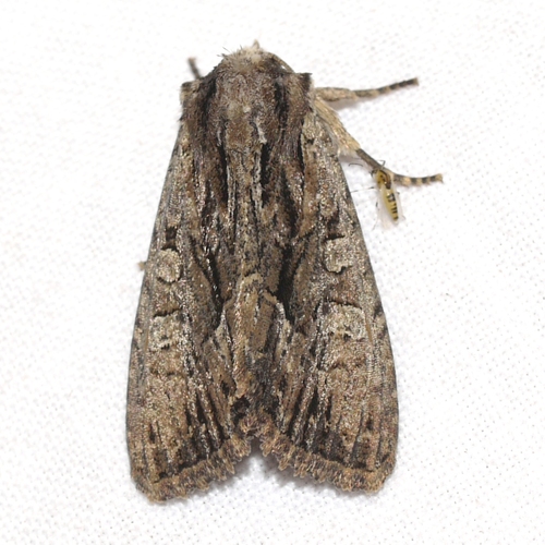 Nondescript Dagger Moth photo 5