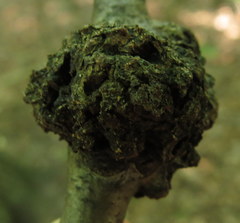 Callirhytis quercuspunctata