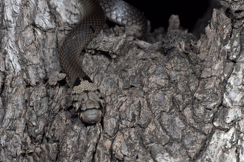 Pale-headed Snake sighting