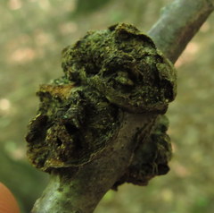 Callirhytis quercuspunctata