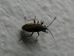 Peritrechus gracilicornis