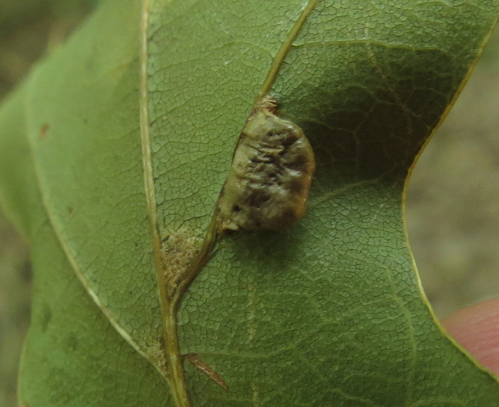 Macrodiplosis majalis