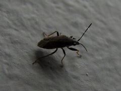 Peritrechus gracilicornis