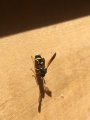 Leucospis