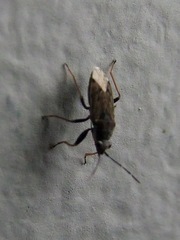 Peritrechus gracilicornis