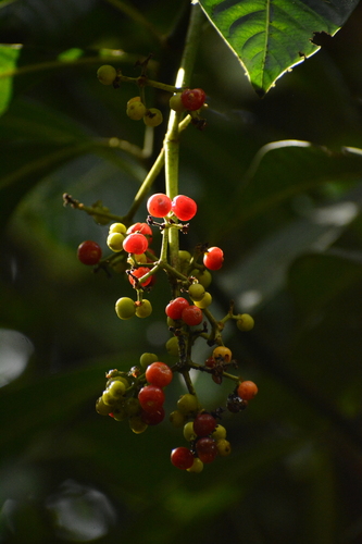 Image of Psychotria grandis by (c) Siddarth Machado, some rights reserved (CC BY)