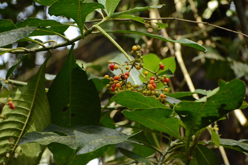 Image of Psychotria grandis by (c) Siddarth Machado, some rights reserved (CC BY)