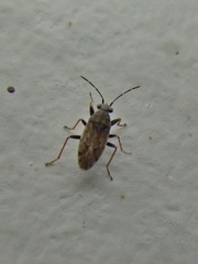 Peritrechus gracilicornis