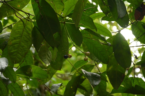 Image of Faramea occidentalis by (c) Siddarth Machado, some rights reserved (CC BY)