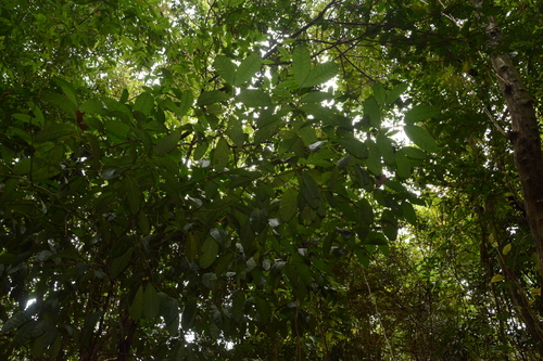 False Coffee (Faramea occidentalis)