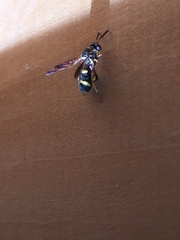 Leucospis