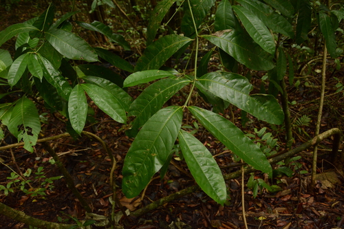Image of Faramea occidentalis by (c) Siddarth Machado, some rights reserved (CC BY)