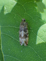 Zeiraphera canadensis