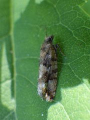 Zeiraphera canadensis