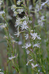 Silene tatarica