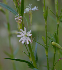 Silene tatarica