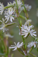 Silene tatarica