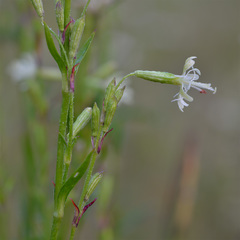 Silene tatarica