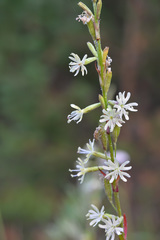 Silene tatarica