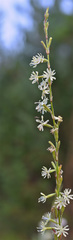 Silene tatarica