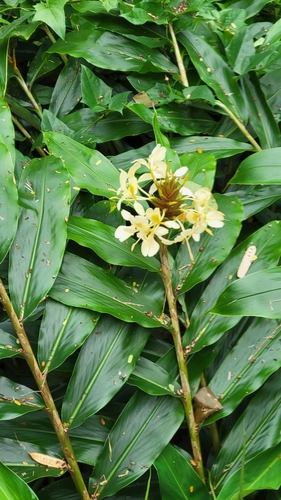 Foto de Gengibre-amarelo