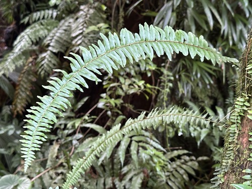 Streamside Swordfern (Nephrolepis rivularis)