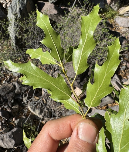 Chisos Oak