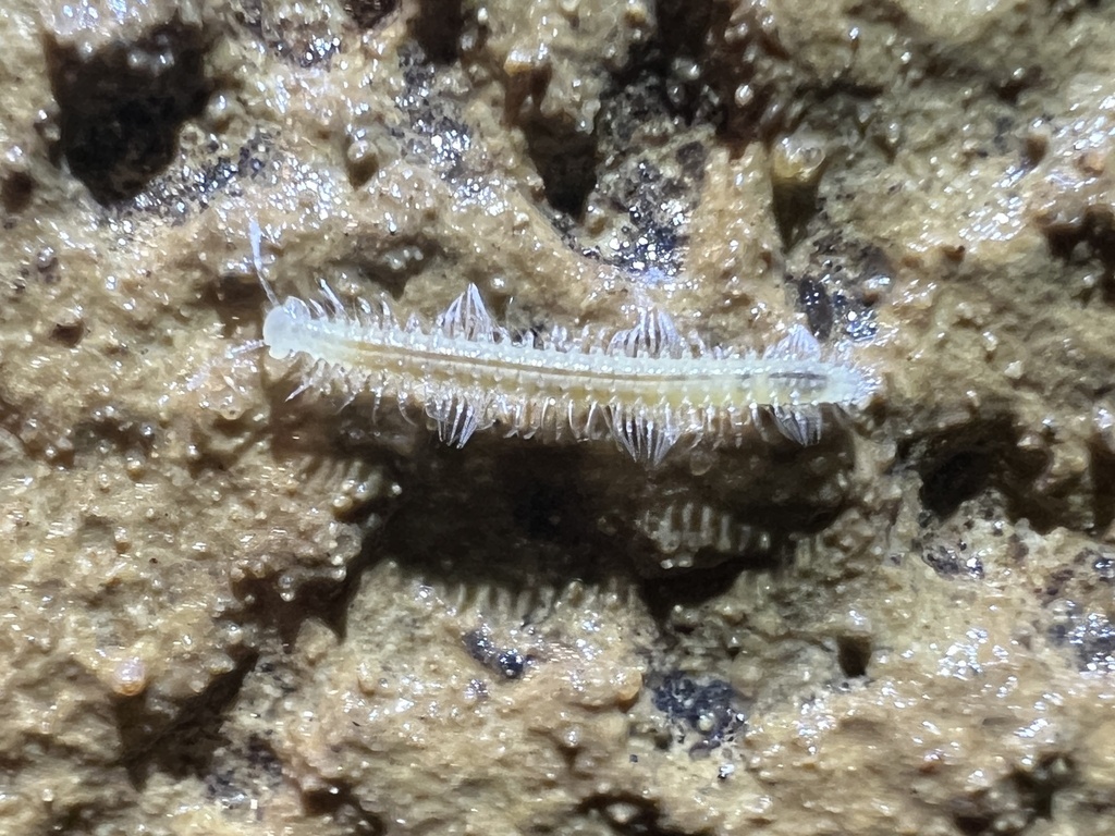 Scoterpes copei