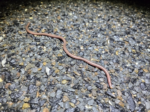 Prong-snouted Blind Snake