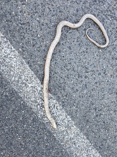 Eastern Brown Snake sighting
