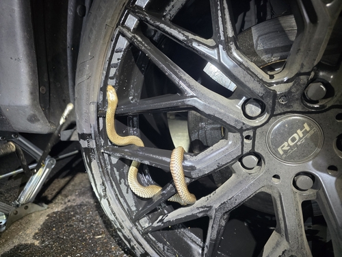 Eastern Brown Snake sighting