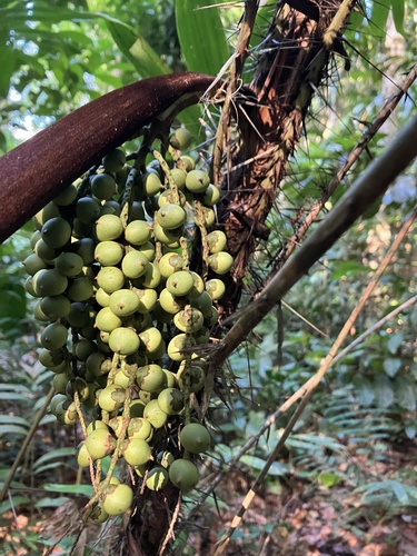 Foto de Marajá