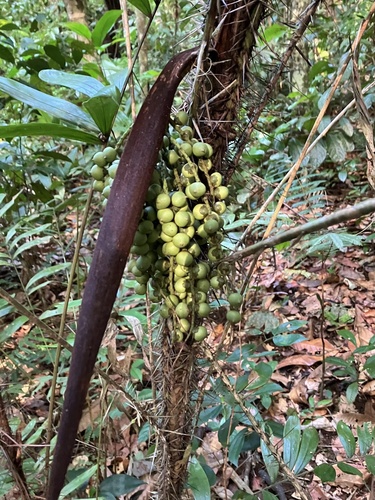 Foto de Marajá