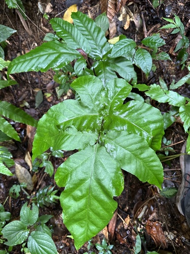 Three-Leaf Halberd Fern (Tectaria trifoliata)