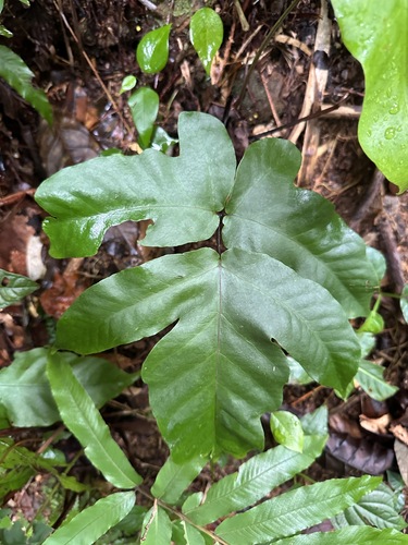 Image of Tectaria trifoliata by (c) Roger Rittmaster, some rights reserved (CC BY)