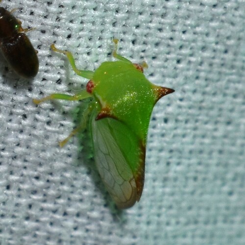 Stictocephala militaris