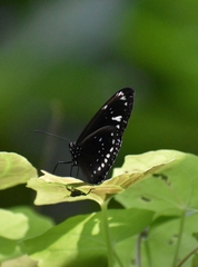 Euploea lewinii