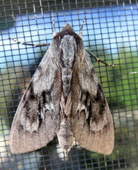 Lapara coniferarum