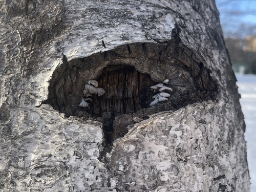 Schizophyllum commune