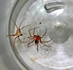 Loxosceles yucatana