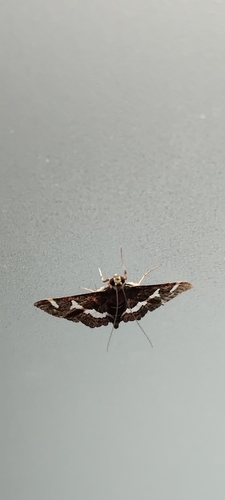 Hawaiian Beet Webworm Moth, Indonesia, photo 8 of 10