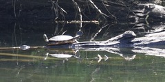 Pseudemys rubriventris