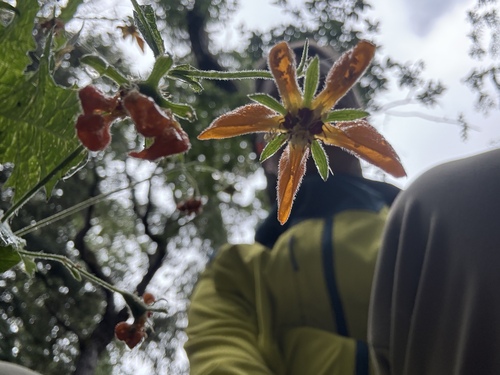 Loasa sclareifolia (Loasa sclareifolia)