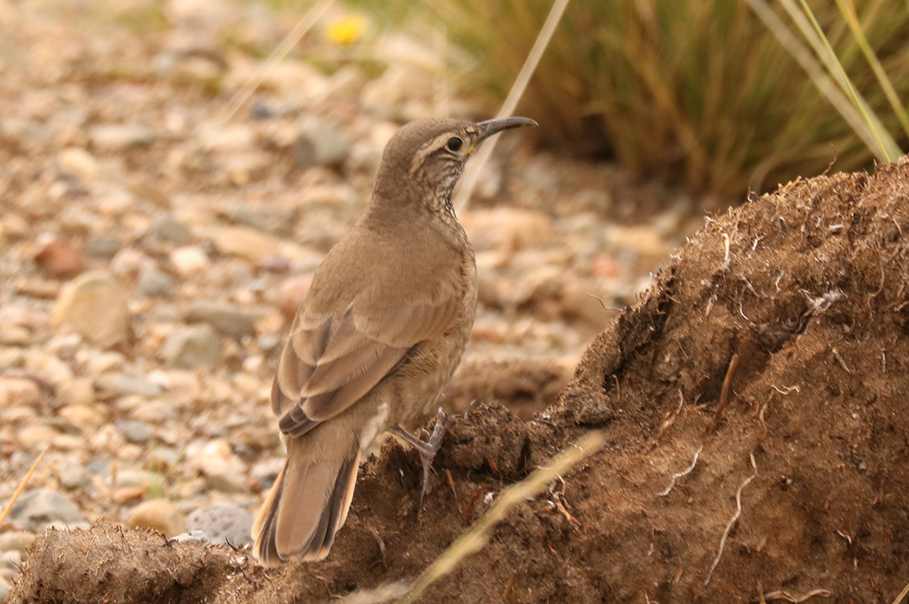 Scale-throated Earthcreeper (Upucerthia dumetaria), photo 4