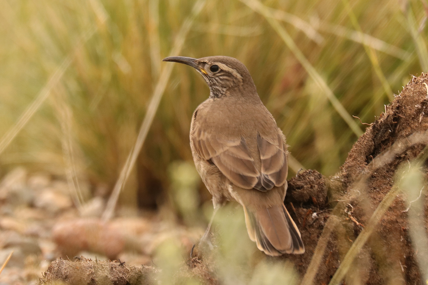 Scale-throated Earthcreeper (Upucerthia dumetaria), photo 5